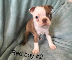Boston Terriers for Sale - 6