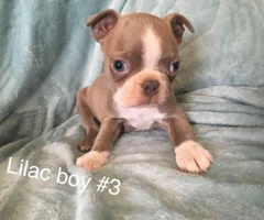Boston Terriers for Sale - 8