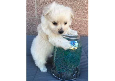 Little Pom Puppy
