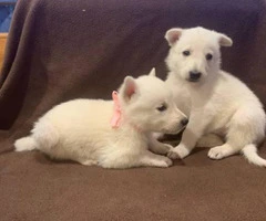 6 White German Shepherd Puppies for Sale