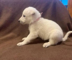 6 White German Shepherd Puppies for Sale - 3