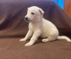 6 White German Shepherd Puppies for Sale - 4