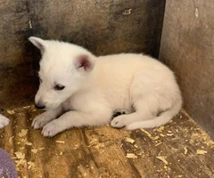 6 White German Shepherd Puppies for Sale - 6