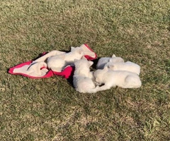 6 White German Shepherd Puppies for Sale - 7
