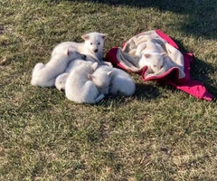 6 White German Shepherd Puppies for Sale - 8