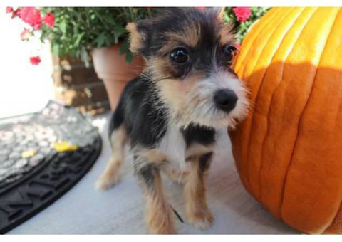9 weeks old Chihuahua x Yorkie Pups for Sale