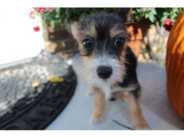 9 weeks old Chihuahua x Yorkie Pups for Sale in Cincinnati