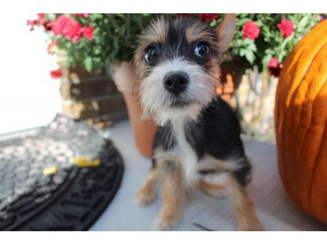 9 weeks old Chihuahua x Yorkie Pups for Sale in Cincinnati ...
