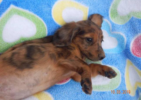 5 dachshund puppies for sale