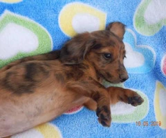 5 dachshund puppies for sale