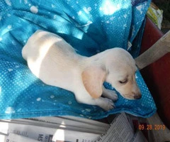 5 dachshund puppies for sale - 2