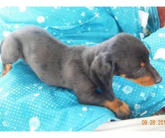 5 dachshund puppies for sale - 3