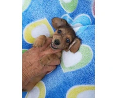 5 dachshund puppies for sale - 4