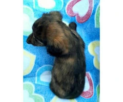 5 dachshund puppies for sale - 5