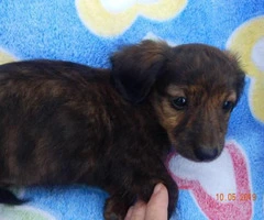 5 dachshund puppies for sale - 6
