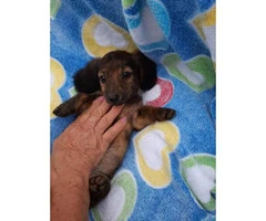 5 dachshund puppies for sale - 7