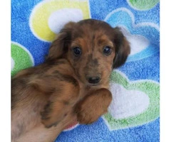 5 dachshund puppies for sale - 8