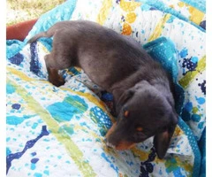 5 dachshund puppies for sale - 9