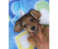 5 dachshund puppies for sale - 10