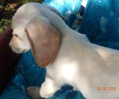 5 dachshund puppies for sale - 11