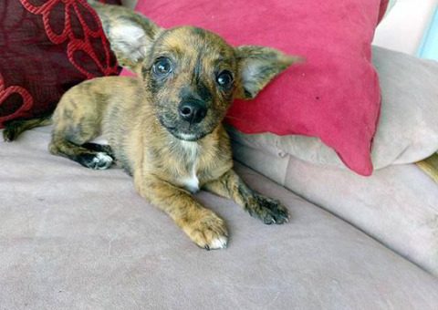 10 weeks old Cute Chiweenie puppies