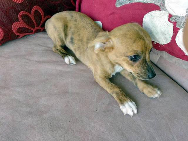 toy chiweenie puppies for sale