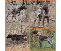 3 Akc German Shorthaired Pointers - 5
