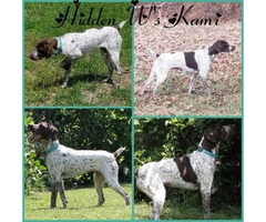 3 Akc German Shorthaired Pointers - 6
