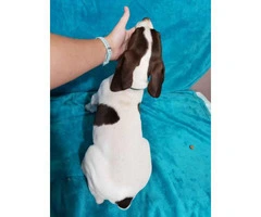 3 Akc German Shorthaired Pointers - 7