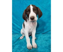 3 Akc German Shorthaired Pointers - 8
