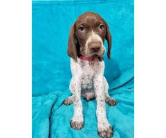 3 Akc German Shorthaired Pointers - 9