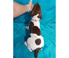 3 Akc German Shorthaired Pointers - 10