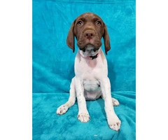 3 Akc German Shorthaired Pointers - 11