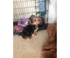 10 weeks old  tea cup yorkie puppy for sale - 1