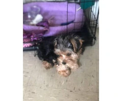 10 weeks old  tea cup yorkie puppy for sale - 2