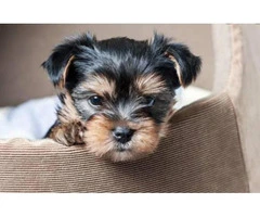 10 weeks old  tea cup yorkie puppy for sale - 3