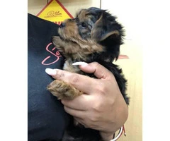 10 weeks old  tea cup yorkie puppy for sale - 4