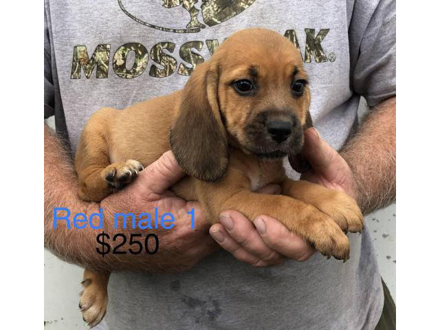 beagle puppies for sale north west