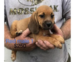 purebred beagle puppies for sale - 1