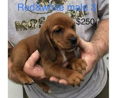 purebred beagle puppies for sale - 2