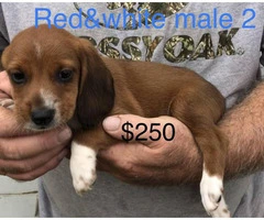 purebred beagle puppies for sale - 3
