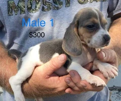 purebred beagle puppies for sale - 4