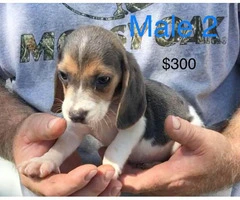 purebred beagle puppies for sale - 5