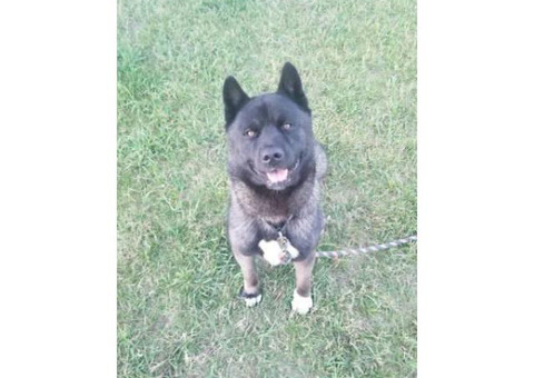Purebred Akita puppies