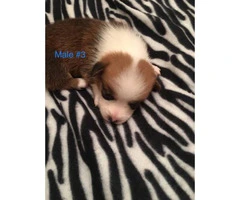 Male corgi puppy for sale - 2