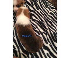 Male corgi puppy for sale - 3