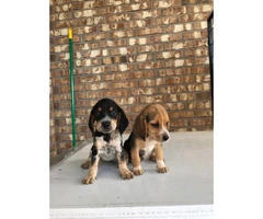 8 weeks old Adorable  Beagle puppies