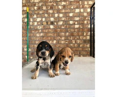 8 weeks old Adorable  Beagle puppies - 3