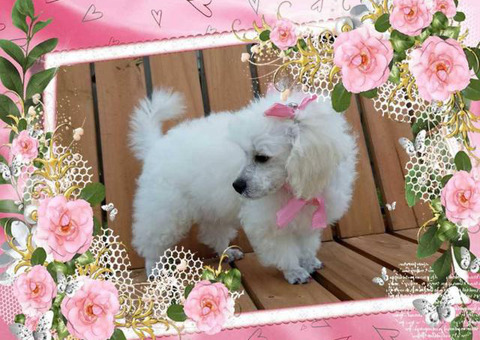 2 beautiful female toy poodle puppies for sale