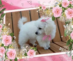 2 beautiful female toy poodle puppies for sale - 1